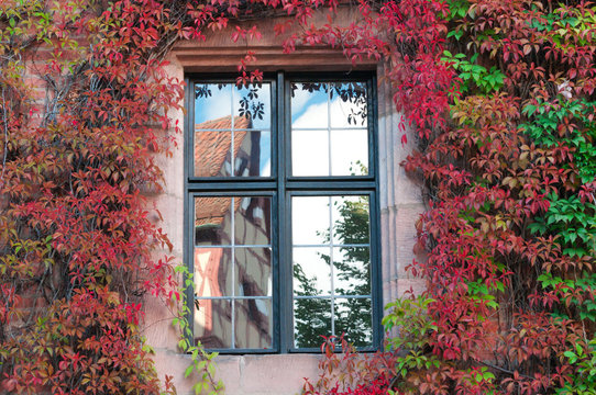 Reflection of the ancient house in the window on the wall , ivy-