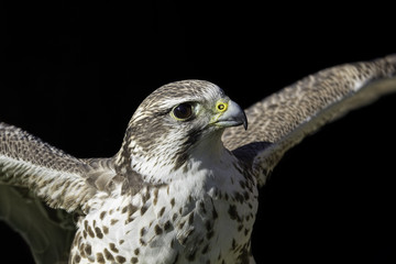 Saker falcon (Falco cherrug) against black background