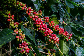 red arabica coffee berries