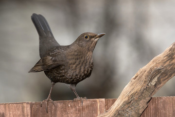 Blackbird, Turdus merula