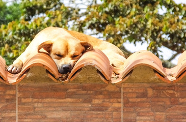 perro dormido en el tejado