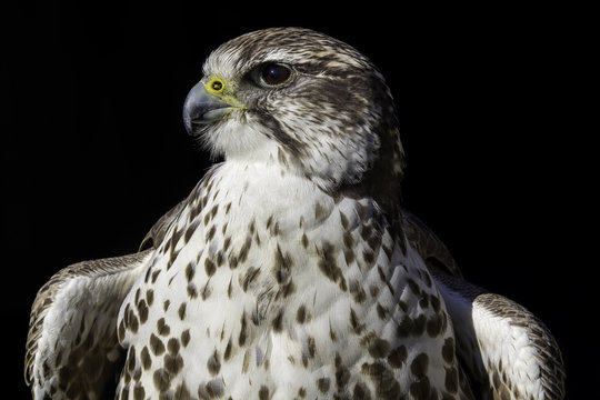 A noble Saker Falcon (Falco cherrug) in heraldic pose
