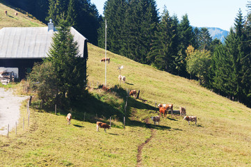 Cows grazing near the farm in the Alps , Switzerland