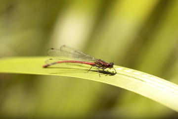 dragonfly sitting on the grass by the lake