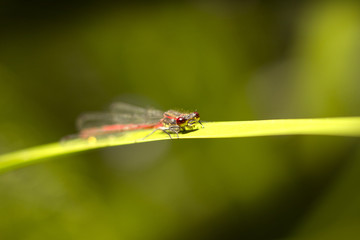 dragonfly sitting on the grass by the lake