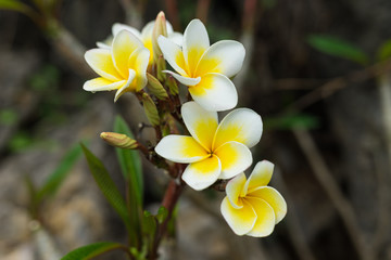 Fototapeta na wymiar Plumeria flowers