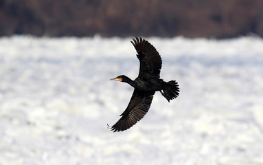 Great Cormorant, Phalacrocorax carbo, Black cormorant , flying above the Danube river in Zemun, Belgrade, Serbia. 