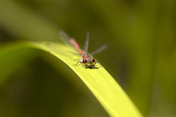dragonfly sitting on the grass by the lake