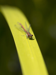 dragonfly sitting on the grass by the lake