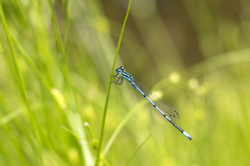 dragonfly sitting on the grass by the lake