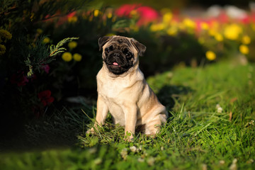 Obraz premium A small dog sits on the lawn among the bright flowers in the summer and smiling. Portrait of a pug