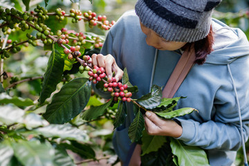 woman harvests arabica coffee berries
