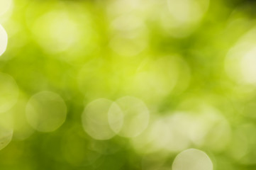 Obraz premium summer blurred green background with bokeh effect