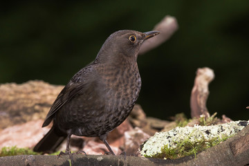 Blackbird, Turdus merula
