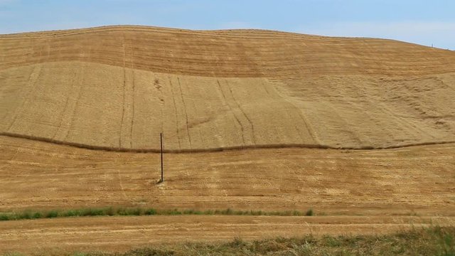 Moisson en pays Siennois