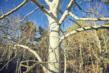 Color toned picture of a tree in forest