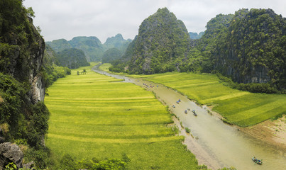 Rice field in Tam Coc, Ninh Binh, Vietnam