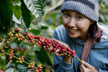 woman harvests arabica coffee berries