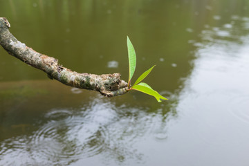 Plumeria branch against ripple water surface with light rain