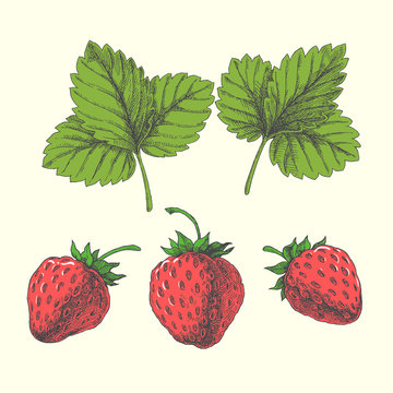 Set of strawberry and leaves. Vector hand drawn illustration for design