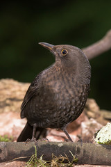 Blackbird, Turdus merula
