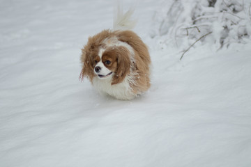 Cavalier King Charles Spaniel playing in the snow
