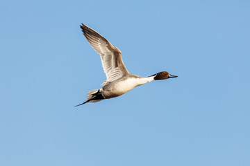 northern pintail
