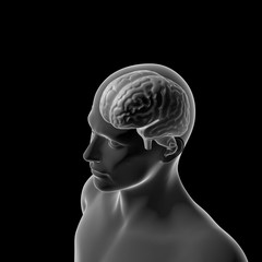 Human Brain, Medical 3D Model