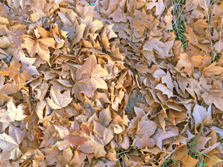 Natural texture of leaves on fall