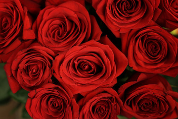 Beautiful pink roses closeup with green leaves