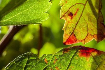 feuille de vigne