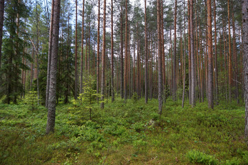 Glade in a pine forest, a lot of greenery on the ground, straight trunks of pine trees, summer
