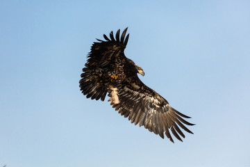 Juvenile Bald Eagle in Flight