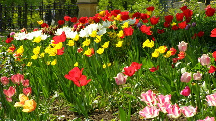 Obraz premium Tulipany w ogrodzie