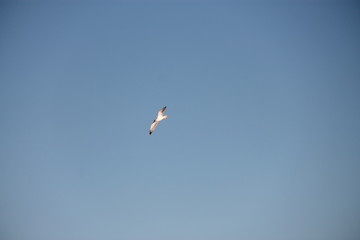 Seagull in flight