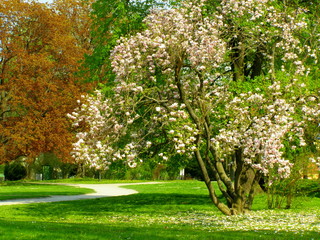 Fototapeta na wymiar Kwitnąca magnolia