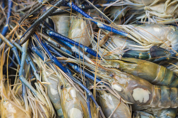 Giant river shrimp for sale in Asian market