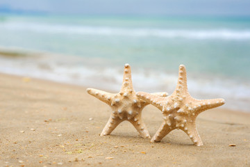 Starfish shell on the beach. Copy space for your text.