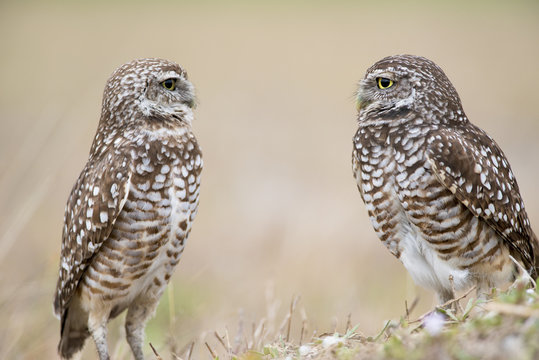 Florida Burrowing Owl Pair