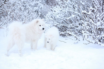 two samoyed dog walk in winter forest 