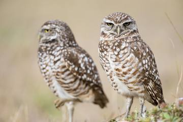 Angry Florida Burrowing Owl Pair
