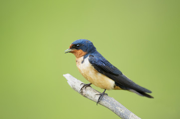 Barn Swallow Portrait on Green