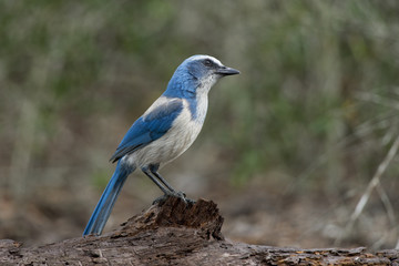 Curious Florida Scrub Jay