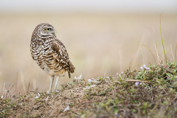 Florida Burrowing Owl Portrait