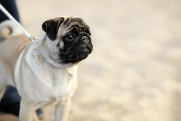 Obraz premium A small dog stands on the sand and look into the distance. Summer portrait of a pug