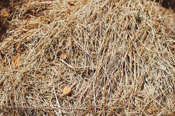 dried grass in bales