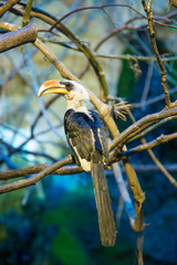 Exotic bird with a large beak sitting on the branch