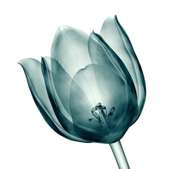 x-ray image of a flower isolated on white , the tulip - obrazy, fototapety, plakaty
