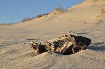 Driftwood in the beach sand