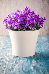 Bright planter with purple bluebells on blue board
